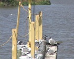 Birds on Larose floodgate